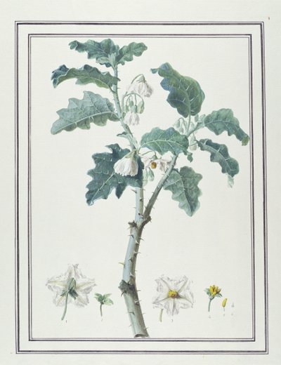 Solanum d